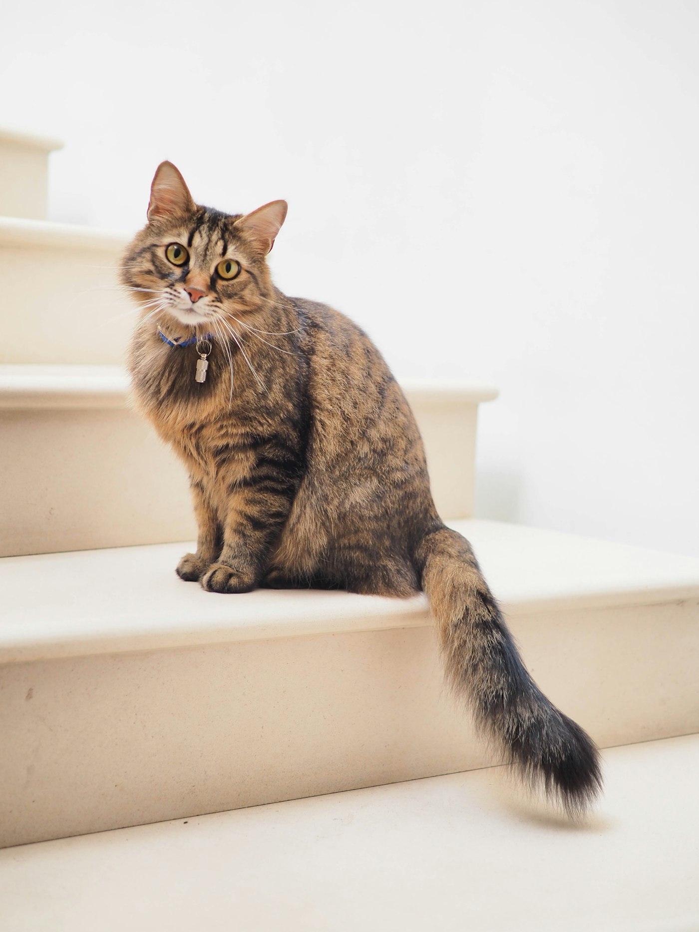 A composed tabby cat sits poised on pale steps, watchful and unhurried, its long tail curled beside it.